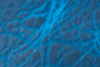 Cobalt Bison